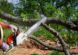 Best Emergency Tree Removal  in Mineola, NY