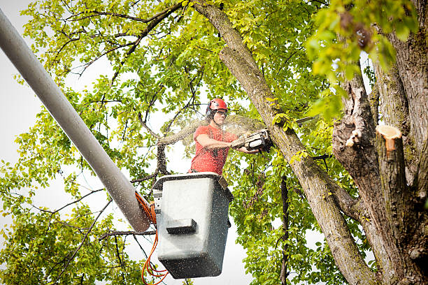 Best Tree Disease Treatment  in Mineola, NY