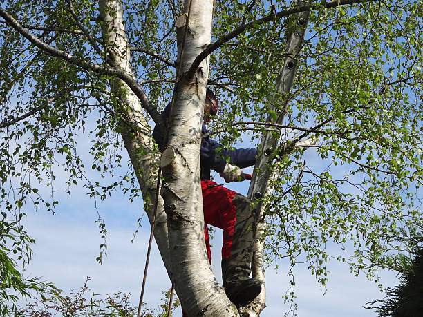 Best Tree Mulching  in Mineola, NY